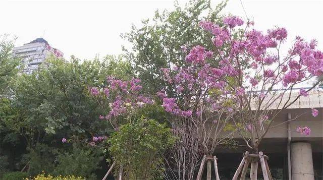 柳州这里的紫花风铃木竟然提前开花了，市民们纷纷拍照~