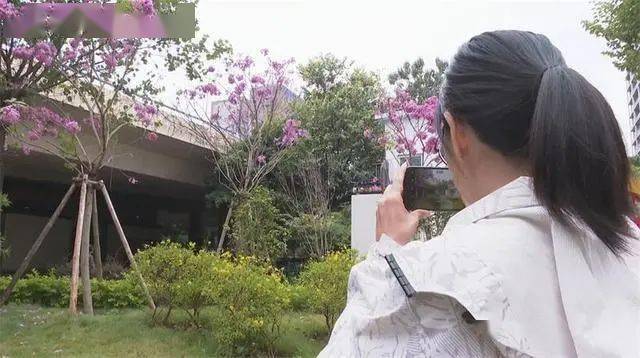 柳州这里的紫花风铃木竟然提前开花了，市民们纷纷拍照~